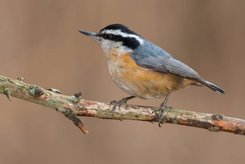 Red-breasted Nuthatch